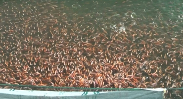 Dịch Vụ Cung Cấp Cá Giống Nước Ngọt Chuyên Nghiệp – Vựa Hải Sản Kỳ Quang