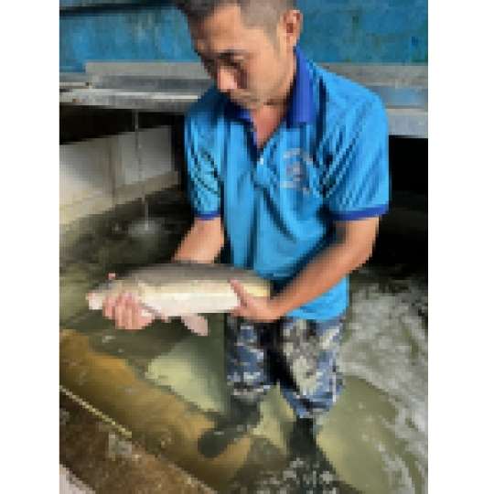 Cá chuỗi ngọc Sài Gòn